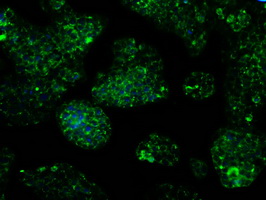 IDH3A Antibody - Immunofluorescent staining of HepG2 cells using anti-IDH3A mouse monoclonal antibody.