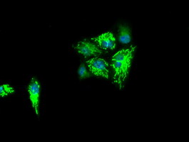 IDH3A Antibody - Anti-IDH3A mouse monoclonal antibody  immunofluorescent staining of COS7 cells transiently transfected by pCMV6-ENTRY IDH3A.