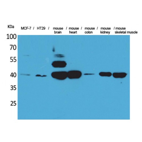 IDH3A Antibody - Western blot of IDH3A antibody