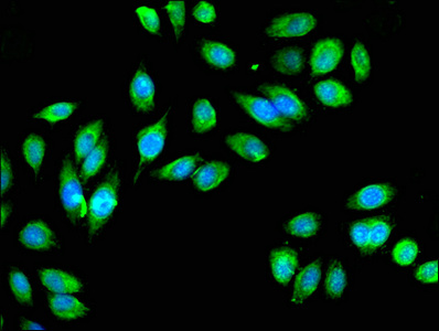 IDH3A Antibody - Immunofluorescent analysis of A549 cells at a dilution of 1:100 and Alexa Fluor 488-congugated AffiniPure Goat Anti-Rabbit IgG(H+L)