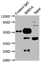 IDH3A Antibody - Immunoprecipitating IDH3A in HepG2 whole cell lysate Lane 1: Rabbit control IgG instead of IDH3A Antibody in HepG2 whole cell lysate.For western blotting, a HRP-conjugated Protein G antibody was used as the secondary antibody (1/2000) Lane 2: IDH3A Antibody (6µg) + HepG2 whole cell lysate (500µg) Lane 3: HepG2 whole cell lysate (20µg)