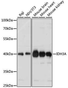 IDH3A Antibody - Western blot analysis of extracts of various cell lines, using IDH3A antibody at 1:1000 dilution. The secondary antibody used was an HRP Goat Anti-Rabbit IgG (H+L) at 1:10000 dilution. Lysates were loaded 25ug per lane and 3% nonfat dry milk in TBST was used for blocking. An ECL Kit was used for detection and the exposure time was 1s.