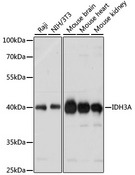 IDH3A Antibody - Western blot analysis of extracts of various cell lines, using IDH3A antibody at 1:1000 dilution. The secondary antibody used was an HRP Goat Anti-Rabbit IgG (H+L) at 1:10000 dilution. Lysates were loaded 25ug per lane and 3% nonfat dry milk in TBST was used for blocking. An ECL Kit was used for detection and the exposure time was 1s.