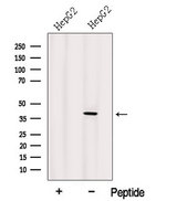 IDH3A Antibody - Western blot analysis of extracts of HepG2 cells using IDH3A antibody. The lane on the left was treated with blocking peptide.