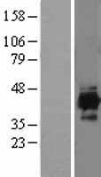 IDH3A Protein - Western validation with an anti-DDK antibody * L: Control HEK293 lysate R: Over-expression lysate