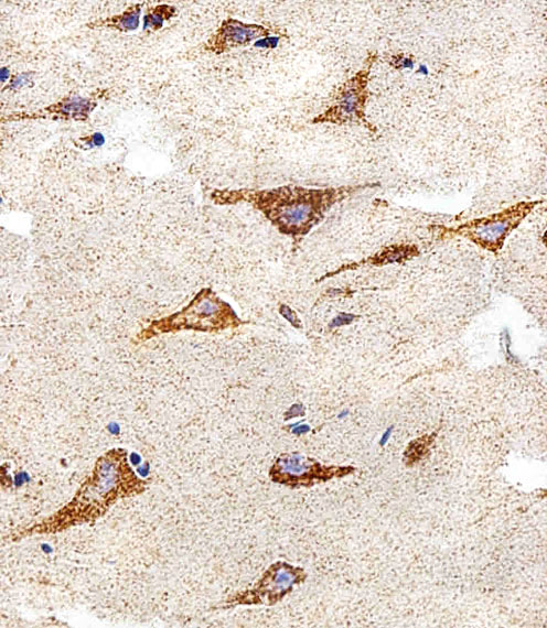 IDH3B Antibody - Immunohistochemical of paraffin-embedded H.brain section using IDH3B Antibody. Antibody was diluted at 1:25 dilution. A peroxidase-conjugated goat anti-rabbit IgG at 1:400 dilution was used as the secondary antibody, followed by DAB staining.