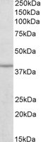 IDH3B Antibody - IDH3B antibody (0.3 ug/ml) staining of Human Skeletal muscle lysate (35 ug protein/ml in RIPA buffer). Primary incubation was 1 hour. Detected by chemiluminescence.