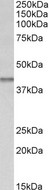 IDH3B Antibody - IDH3B antibody (0.03 ug/ml) staining of Mouse fetal Kidney lysate (35 ug protein in RIPA buffer). Primary incubation was 1 hour. Detected by chemiluminescence.