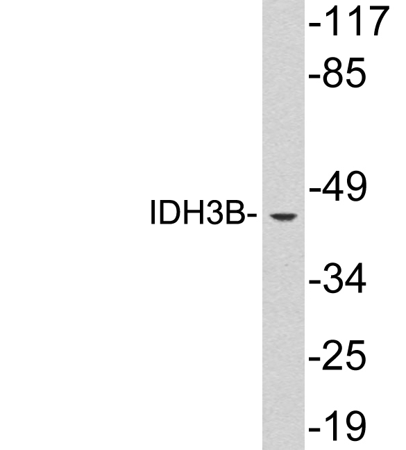 IDH3B Antibody - Western blot analysis of lysates from Jurkat cells, using IDH3B antibody.