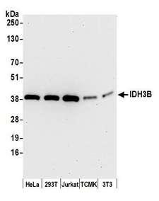 IDH3B Antibody - Detection of human and mouse IDH3B by western blot. Samples: Whole cell lysate (15 µg) from HeLa, HEK293T, Jurkat, mouse TCMK-1, and mouse NIH 3T3 cells prepared using NETN lysis buffer. Antibody: Affinity purified rabbit anti-IDH3B antibody used for WB at 0.1 µg/ml. Detection: Chemiluminescence with an exposure time of 30 seconds.