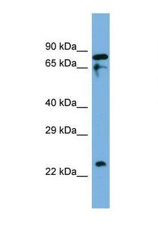 IDH3B Antibody - Western blot of Human THP-1. IDH3B antibody dilution 1.0 ug/ml.  This image was taken for the unconjugated form of this product. Other forms have not been tested.