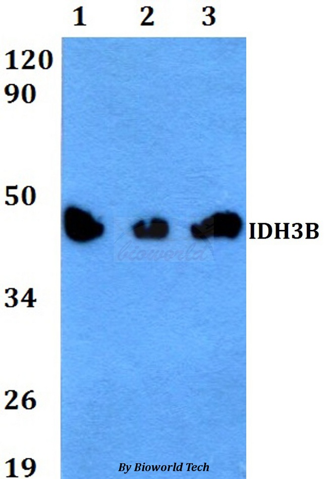 IDH3B Antibody - Western blot of IDH3B antibody at 1:500 dilution. Lane 1: HeLa whole cell lysate. Lane 2: Jurkat whole cell lysate. Lane 3: PC12 whole cell lysate.