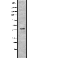 IDH3B Antibody - Western blot analysis IDH3B using NIH-3T3 whole cells lysates