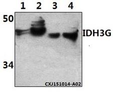 IDH3G Antibody - Western blot of IDH3G polyclonal antibody at 1:500 dilution. Lane 1: HEK293T whole cell lysate (40 ug). Lane 2: MCF-7 whole cell lysate (40 ug). Lane 3: The heart tissue lysate of Mouse(30 ug). Lane 4: The heart tissue lysate of Rat(30 ug).