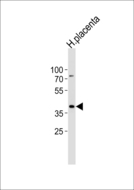 IDH3G Antibody - Western blot of lysate from human placenta tissue lysate, using IDH3G Antibody. Antibody was diluted at 1:1000 at each lane. A goat anti-rabbit IgG H&L (HRP) at 1:5000 dilution was used as the secondary antibody. Lysate at 35ug per lane.