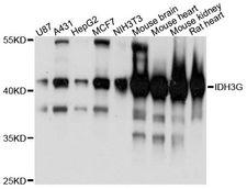 IDH3G Antibody - Western blot analysis of extracts of various cell lines, using IDH3G antibody at 1:3000 dilution. The secondary antibody used was an HRP Goat Anti-Rabbit IgG (H+L) at 1:10000 dilution. Lysates were loaded 25ug per lane and 3% nonfat dry milk in TBST was used for blocking. An ECL Kit was used for detection and the exposure time was 90s.