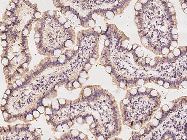 IDH3G Antibody - Immunochemical staining of human IDH3G in human duodenum with rabbit polyclonal antibody at 1:100 dilution, formalin-fixed paraffin embedded sections.