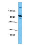 IDH3G Antibody - Western blot of IDH3G Antibody with human A549 Whole Cell lysate.  This image was taken for the unconjugated form of this product. Other forms have not been tested.