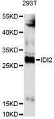 IDI2 Antibody - Western blot analysis of extracts of 293T cells, using IDI2 antibody at 1:3000 dilution. The secondary antibody used was an HRP Goat Anti-Rabbit IgG (H+L) at 1:10000 dilution. Lysates were loaded 25ug per lane and 3% nonfat dry milk in TBST was used for blocking. An ECL Kit was used for detection and the exposure time was 90s.