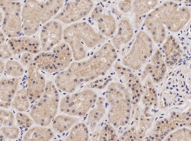 IDN3 / NIPBL Antibody - NIPBL (aa889-902) Antibody (2µg/ml) staining of paraffin embedded Human Kidney. Microwaved antigen retrieval with citrate buffer pH 6, HRP-staining.