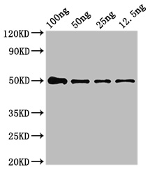 IDN3 / NIPBL Antibody - Western Blot Positive WB detected in Recombinant protein All lanes: NIPBL antibody at 4µg/ml Secondary Goat polyclonal to rabbit IgG at 1/50000 dilution predicted band size: 53 kDa observed band size: 53 kDa