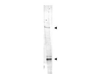 IDN3 / NIPBL Antibody - Anti-IDN3 Antibody - Western Blot. Western blot of Affinity Purified anti-IDN3 antibody shows detection of bands at ~315 kD and ~125 kD corresponding to isoforms of IDN3 (arrow-heads) in mouse heart whole cell tissue extract. Approximately 35 ug of lysate was separated on a 4-8% gel by SDS-PAGE and transferred onto nitrocellulose. After blocking the membrane was probed with the primary antibody diluted to 1:1500. Reaction occurred overnight at 4? followed by washes and reaction with a 1:20000 dilution of IRDye800 conjugated Rb-a-Goat IgG [H&L] MXHu ( for 45 min at room temperature. IRDye800 fluorescence image was captured using the Odyssey Infrared Imaging System developed by LI-COR. IRDye is a trademark of LI-COR, Inc. Other detection systems will yield similar results.
