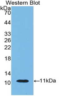 IDO1 / IDO Antibody - Western Blot; Sample: Recombinant protein.