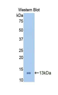 IDO1 / IDO Antibody - Western blot of recombinant IDO1 / IDO.  This image was taken for the unconjugated form of this product. Other forms have not been tested.