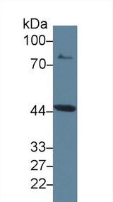 IDO1 / IDO Antibody - Western Blot; Sample: Rat Placenta lysate; Primary Ab: 2µg/ml Rabbit Anti-Rat IDO Antibody Second Ab: 0.2µg/mL HRP-Linked Caprine Anti-Rabbit IgG Polyclonal Antibody