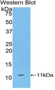 IDO1 / IDO Antibody - Western blot of recombinant IDO1 / IDO.  This image was taken for the unconjugated form of this product. Other forms have not been tested.