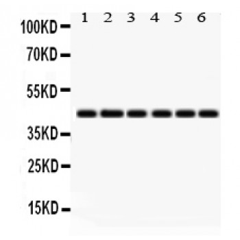 IDO1 / IDO Antibody - IDO1 antibody Western blot. All lanes: Anti IDO1 at 0.5 ug/ml. Lane 1: Rat Lung Tissue Lysate at 50 ug. Lane 2: Rat Spleen Tissue Lysate at 50 ug. Lane 3: Human Placenta Tissue Lysate at 50 ug. Lane 4: A549 Whole Cell Lysate at 40 ug. Lane 5: SW620 Whole Cell Lysate at 40 ug. Lane 6: NIH3T3 Whole Cell Lysate at 40 ug. Predicted band size: 45 kD. Observed band size: 45 kD.