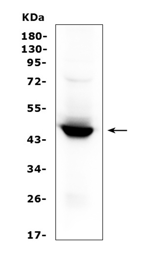 IDO1 / IDO Antibody - Western blot analysis of IDO1 using anti-IDO1 antibody. Electrophoresis was performed on a 5-20% SDS-PAGE gel at 70V (Stacking gel) / 90V (Resolving gel) for 2-3 hours. The sample well of each lane was loaded with 50ug of sample under reducing conditions. Lane 1: human placenta tissue lysates. After Electrophoresis, proteins were transferred to a Nitrocellulose membrane at 150mA for 50-90 minutes. Blocked the membrane with 5% Non-fat Milk/ TBS for 1.5 hour at RT. The membrane was incubated with rabbit anti-IDO1 antigen affinity purified polyclonal antibody at 0.5 µg/mL overnight at 4°C, then washed with TBS-0.1% Tween 3 times with 5 minutes each and probed with a goat anti-rabbit IgG-HRP secondary antibody at a dilution of 1:10000 for 1.5 hour at RT. The signal is developed using an Enhanced Chemiluminescent detection (ECL) kit with Tanon 5200 system. A specific band was detected for IDO1 at approximately 45KD. The expected band size for IDO1 is at 45KD.