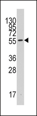 IDO1 / IDO Antibody - Western blot of anti-INDO Antibody in 293 cell line lysates (35 ug/lane). INDO(arrow) was detected using the purified antibody.