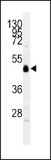 IDO1 / IDO Antibody - INDO Antibody western blot of mouse cerebellum tissue lysates (35 ug/lane). The INDO antibody detected the INDO protein (arrow).