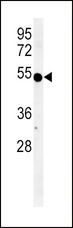 IDO1 / IDO Antibody - INDO Antibody western blot of K562 cell line lysates (35 ug/lane). The INDO antibody detected the INDO protein (arrow).