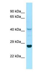 IDO1 / IDO Antibody - IDO1 / IDO antibody Western Blot of RPMI-8226.  This image was taken for the unconjugated form of this product. Other forms have not been tested.