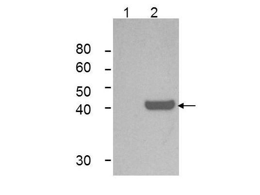 IDO1 / IDO Antibody - Western Blot of Mouse Anti-IDO1 Antibody. Lane 1: untreated HeLa cells. Lane 2: IFN-r treated HeLa cells. Load: 35 µg per lane. Primary antibody: IDO 1 Antibody at 1:1000 for overnight at 4°C. Secondary antibody: mouse secondary antibody at 1:10,000 for 45 min at RT. Block: 5% BLOTTO overnight at 4°C. Predicted/Observed size: 41-42 kDa, 41-42 kDa for IDO-1. Other band(s): none.