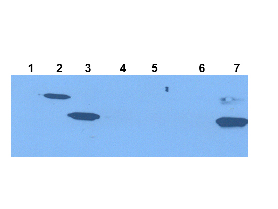 IDO1 / IDO Antibody - Western Blot of Mouse Anti-IDO1 Antibody. Extracts from 293HEK Cells expressing: Lane 1: Control Vector. Lane 2: His-tagged mouse IDO1. Lane 3: mouse IDO1. Lane 4: His-tagged mouse IDO2. Lane 5: mouse IDO2. Lane 6: Epididymis from IDO null. Lane 7: wild type mice. Primary antibody: IDO-1(2E2) monoclonal antibody. Secondary antibody: IRDye800™ mouse secondary antibody at 1:10,000 for 45 min at RT. Block: 1xPBST overnight at 4°C. Predicted/Observed size: 41-42 kDa/41-42 kDa for IDO-1. Other band(s): none.