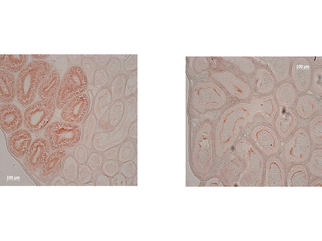 IDO1 / IDO Antibody - Immunohistochemistry of Mouse Anti-IDO1 Antibody. Tissue: epididymis from wild-type (left) or IDO1 null mice (right). Fixation: frozen sections. Antigen retrieval: not required. Primary antibody: IDO1 (2E2) monoclonal antibody. Secondary antibody: Peroxidase mouse secondary antibody at 1:10,000 for 45 min at RT. Localization: IDO-1 is located in the cytosol. Staining: IDO-1 as precipitated brown signal.