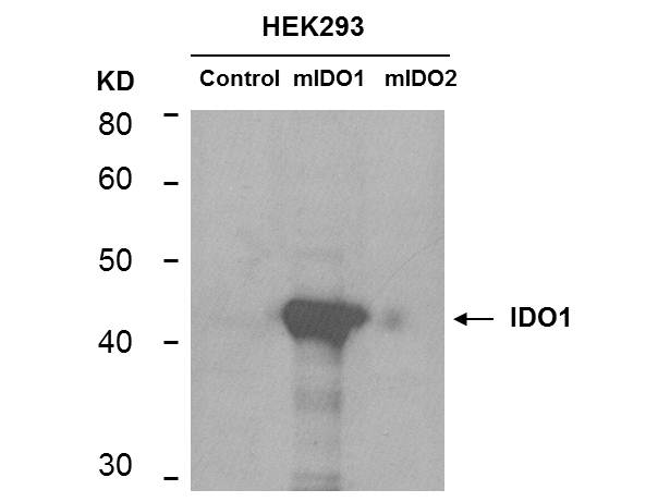 IDO1 / IDO Antibody - Western Blot of mouse anti-IDO1 antibody. Lane 1: HEK293 control vector. Lane 2: HEK293 expressing mouse IDO1. Lane 3: HEK293 expressing mouse IDO2. Load: 35 µg per lane. Primary antibody: IDO 1 antibody at 1:400 for overnight at 4°C. Secondary antibody: mouse secondary antibody at 1:10,000 for 45 min at RT. Block: 5% BLOTTO overnight at 4°C. Predicted/Observed size: 45.6 kDa, ~44 kDa for IDO1. Other band(s): unspecifics.