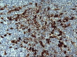 IDO1 / IDO Antibody - IHC of paraffin-embedded Human lymph node tissue using anti-IDO1 mouse monoclonal antibody. (Heat-induced epitope retrieval by 10mM citric buffer, pH6.0, 120°C for 3min).