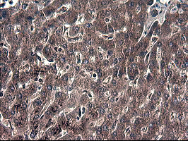 IDO1 / IDO Antibody - IHC of paraffin-embedded Human liver tissue using anti-IDO1 mouse monoclonal antibody.