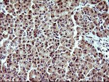 IDO1 / IDO Antibody - IHC of paraffin-embedded Human pancreas tissue using anti-IDO1 mouse monoclonal antibody. (Heat-induced epitope retrieval by 10mM citric buffer, pH6.0, 120°C for 3min).
