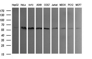 IDO1 / IDO Antibody - Western blot of extracts (35 ug) from 9 different cell lines by using anti-IDO1 monoclonal antibody (HepG2: human; HeLa: human; SVT2: mouse; A549: human; COS7: monkey; Jurkat: human; MDCK: canine; PC12: rat; MCF7: human).