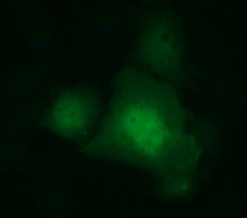 IDO1 / IDO Antibody - Anti-IDO1 mouse monoclonal antibody immunofluorescent staining of COS7 cells transiently transfected by pCMV6-ENTRY IDO1.