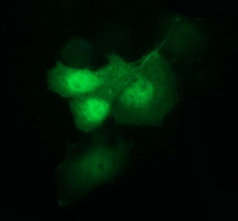 IDO1 / IDO Antibody - Anti-IDO1 mouse monoclonal antibody immunofluorescent staining of COS7 cells transiently transfected by pCMV6-ENTRY IDO1.