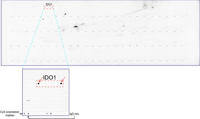 IDO1 / IDO Antibody - OriGene overexpression protein microarray chip was immunostained with UltraMAB anti-IDO1 mouse monoclonal antibody. The positive reactive proteins are highlighted with two red arrows in the enlarged subarray. All the positive controls spotted in this subarray are also labeled for clarification.