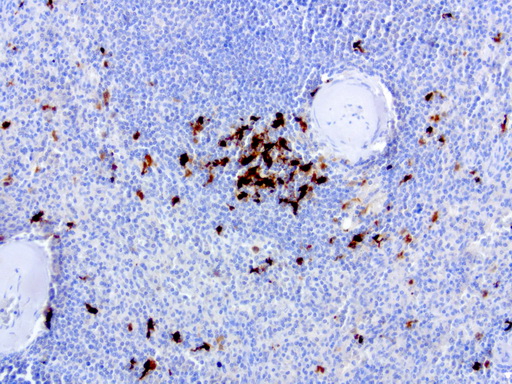 IDO1 / IDO Antibody - Immunohistochemical staining of paraffin-embedded human spleen using anti-IDO1 clone UMAB126 mouse monoclonal antibody at 1:200 dilution of 1.0 mg/mL using Polink2 Broad HRP DAB for detection.requires HIER with with citrate pH6.0 at 110C for 3 min using pressure chamber/cooker. The spleen shows very few cells staining in the red pulp with strong nuclear, membrane, and cytoplasmic staining.