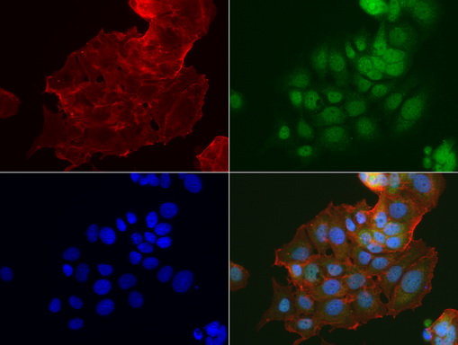 IDO1 / IDO Antibody - Immunofluorescent staining of MCF-7 cells using anti-IDO1 mouse monoclonal antibody  green, 1:100). Actin filaments were labeled with Alexa Fluor® 594 Phalloidin. (red), and nuclear with DAPI. (blue).