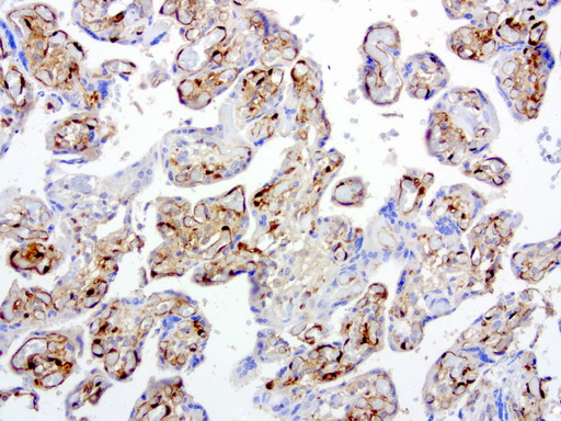 IDO1 / IDO Antibody - Immunohistochemical staining of paraffin-embedded human placenta using anti-IDO1 clone UMAB126 mouse monoclonal antibody at 1:200 dilution of 1.0 mg/mL using Polink2 Broad HRP DAB for detection.requires HIER with with citrate pH6.0 at 110C for 3 min using pressure chamber/cooker. The placenta shows strong membrane and cytoplasmic in the endothelial cells.